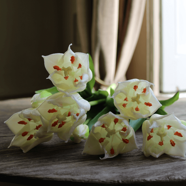 tulp exclusive snowy white 