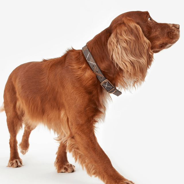 Barbour verstelbare hondenhalsband classic tartan