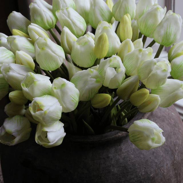 tulp classic white 