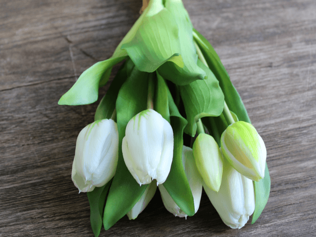Tulp Eliza white 