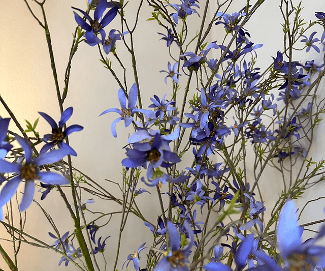 Forsythia Tak Paars