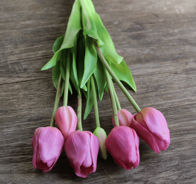 tulp classic vintage pink
