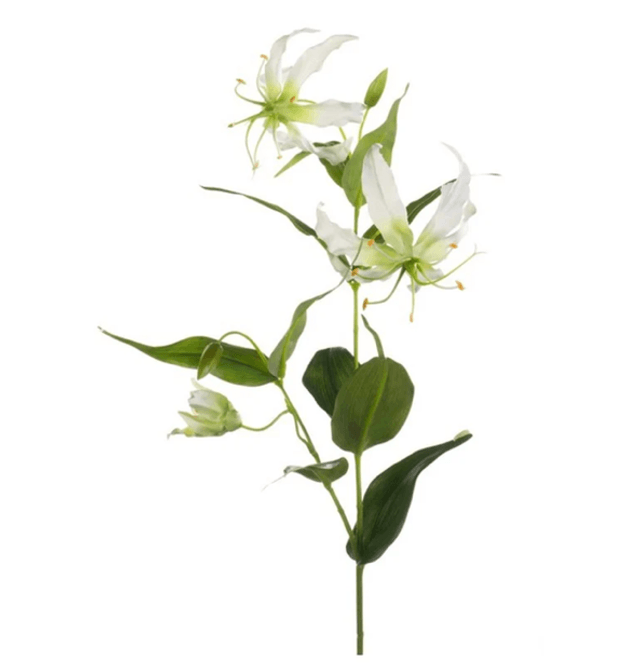 Gloriosa spray 75cm cream