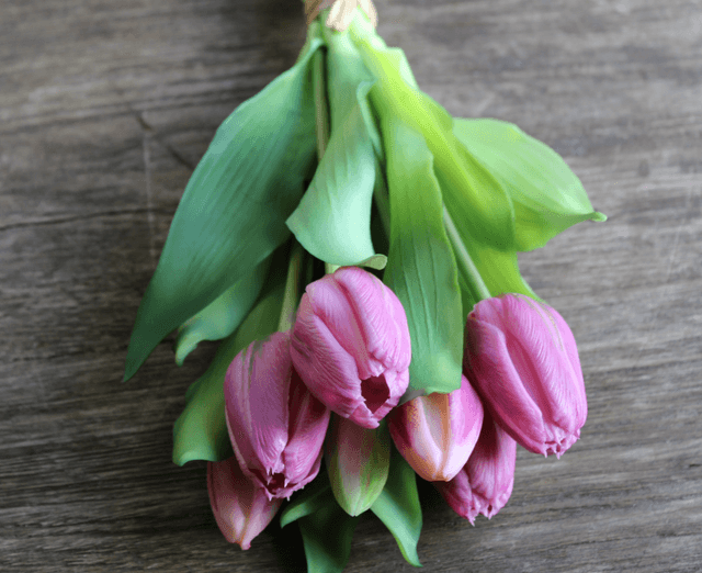 Tulp Eliza dark pink