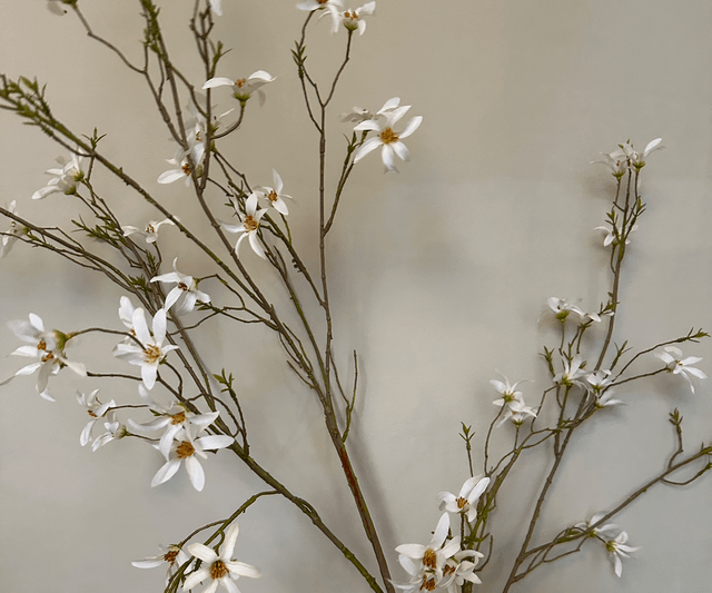 Forsythia Tak Wit 