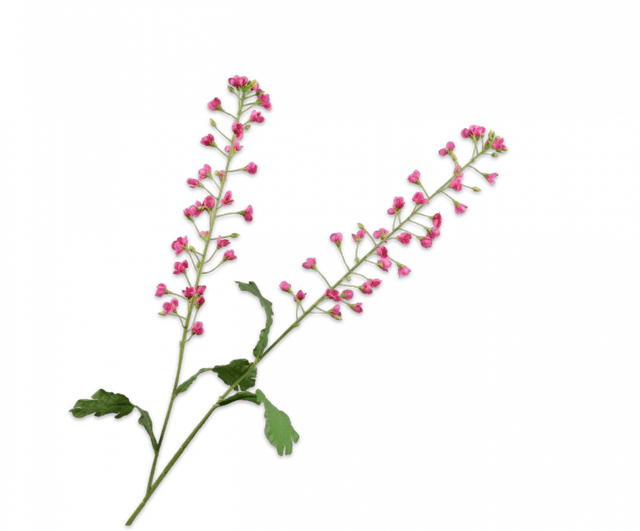 Silk-Ka Primula tak beauty
