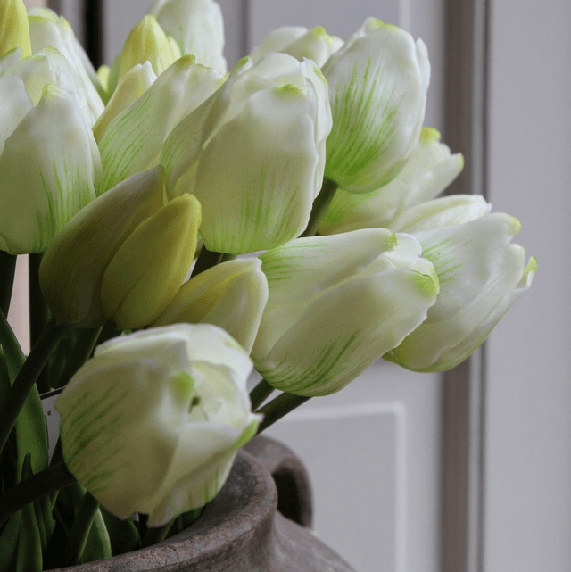 tulp classic white 