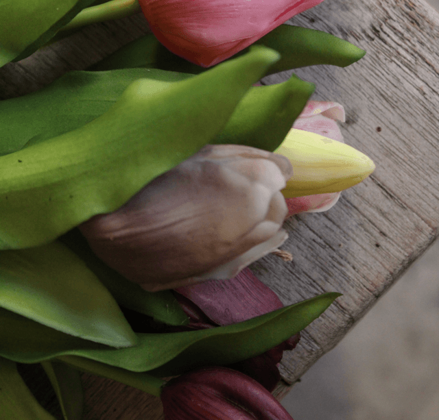 Tulpen mix Mauve (bos van 6) 31cm