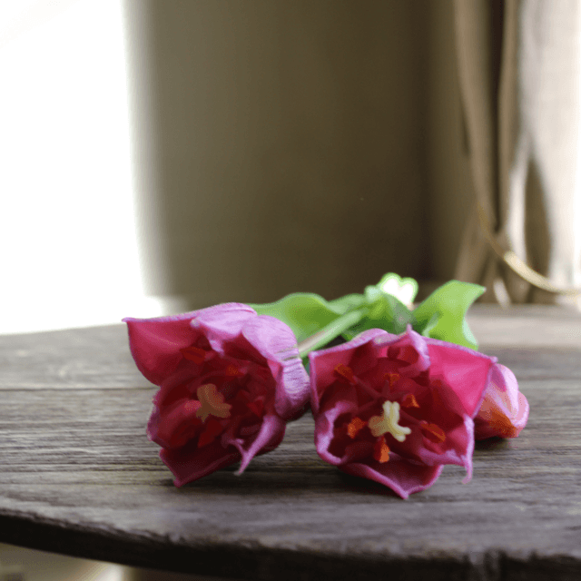 tulp exclusive purple