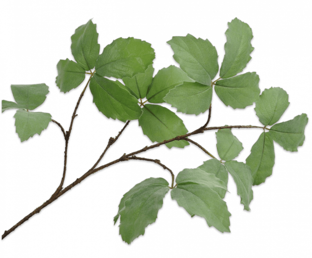 Silk-Ka Tak blad 103cm groen