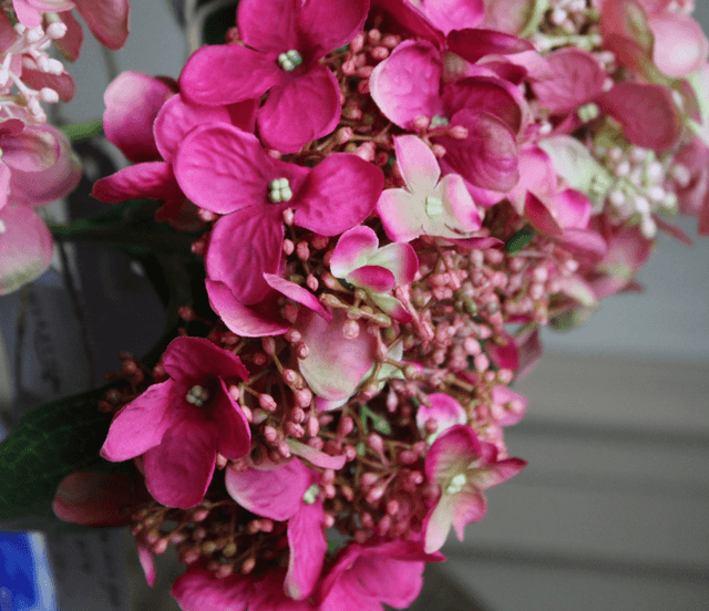 Hydrangea Tak Fuchsia 