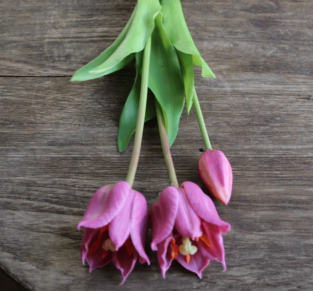 tulp exclusive purple