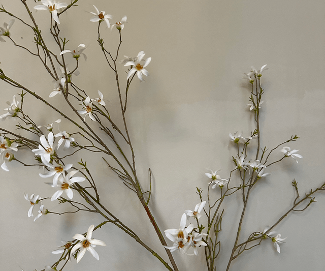 Forsythia Tak Wit 