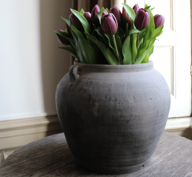 Tulp Purple 30cm 