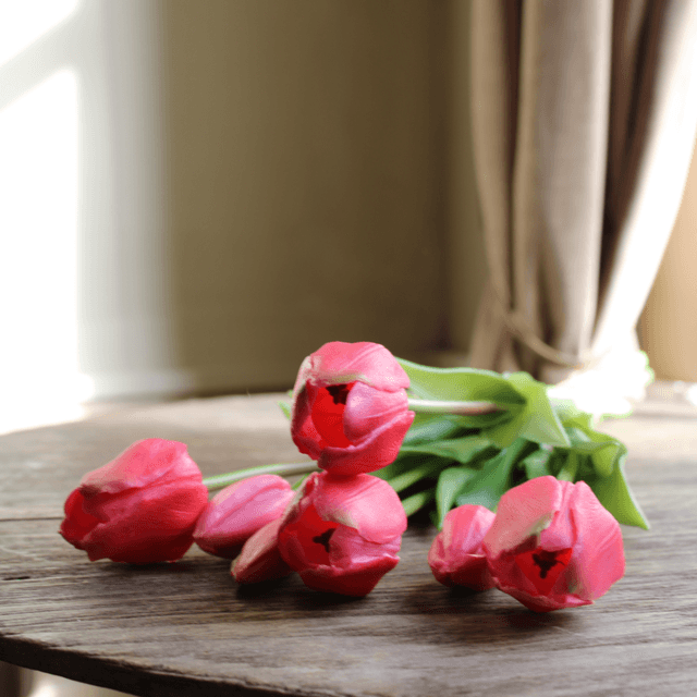tulp classic pink