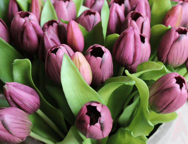 Tulp Purple 30cm 