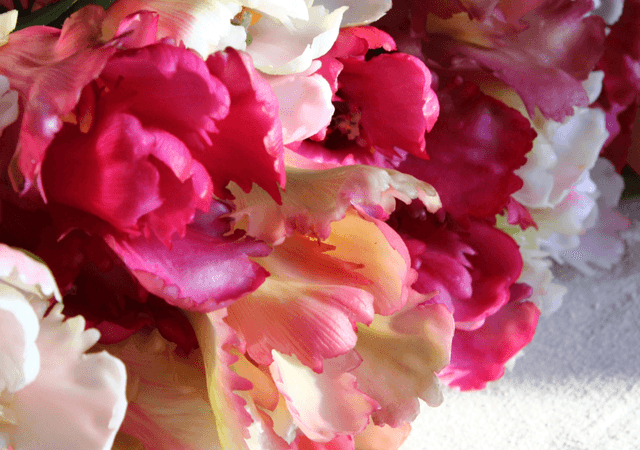Tulp Set Papegaai Rood Roze 51cm