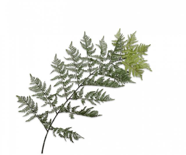 Silk-Ka Varen tak 180cm groen