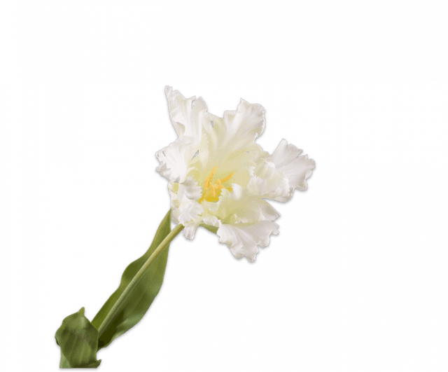 Silk-Ka Tulp Steel Wit 71cm