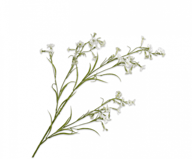 Silk-Ka Datura Tak Crème 