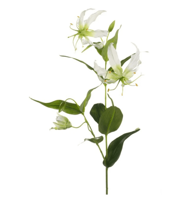 Gloriosa spray 75cm cream