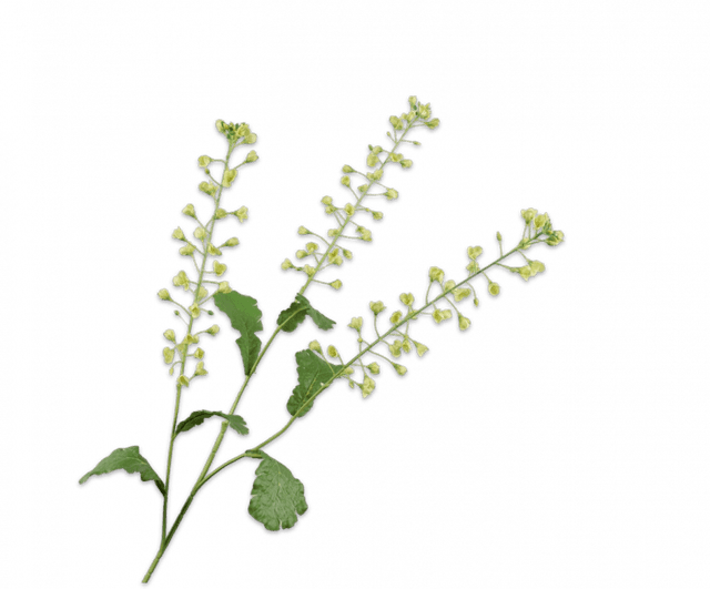 Silk-Ka Primula Tak Groen 