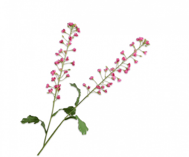 Silk-Ka Primula tak beauty