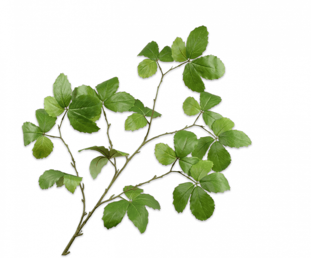 Silk-Ka Bladtak 126cm groen
