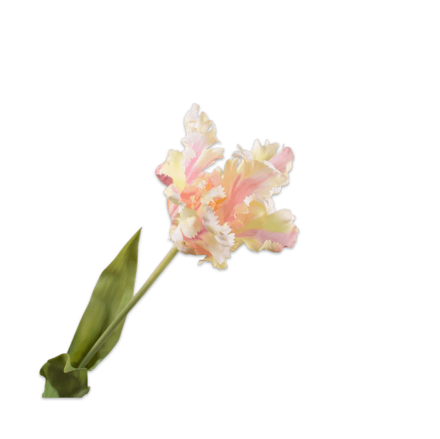 Silk-Ka Tulp Crème/Roze