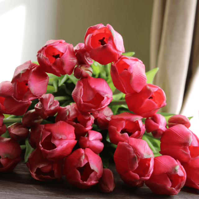 tulp classic pink