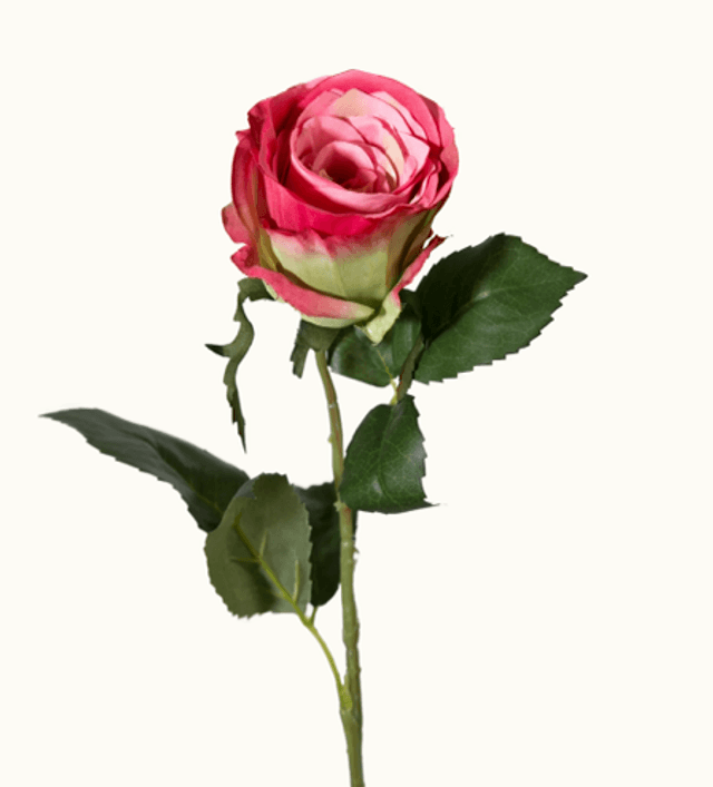 Roos Roze Groen