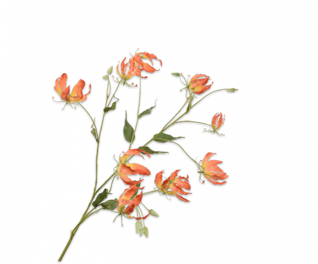 Gloriosa Tak Oranje 120cm 