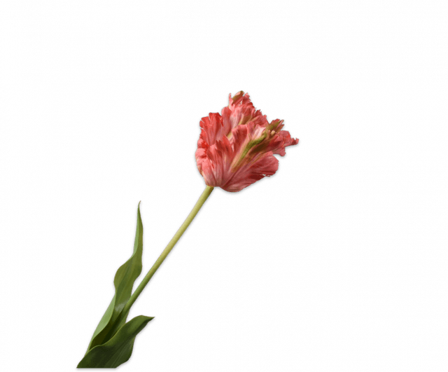 Silk-Ka Tulp Steel Roze Beauty 71cm