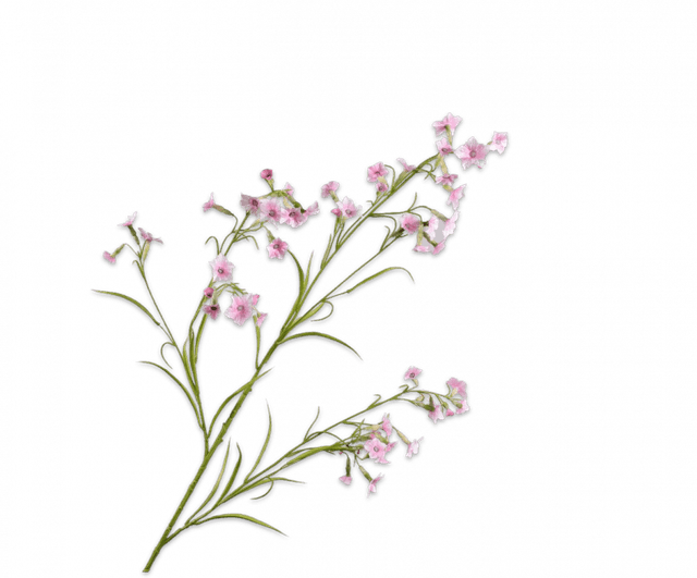 Silk-Ka Datura Tak Roze 