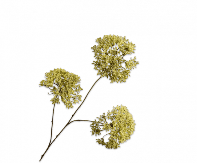 Silk-aka Trachelium Tak Groen Lt 85cm