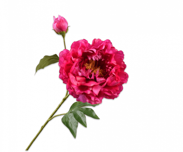 Silk-Ka Pioen Tak Beauty 79cm