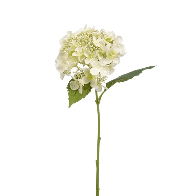 Hydrangea Tak Wit 