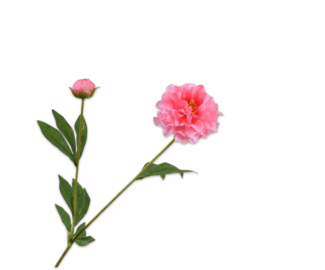 Silk-Ka Pioen Tak roze 65cm 