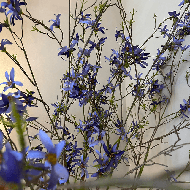Forsythia Tak Paars