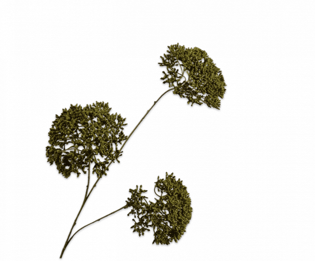 Silk-aka Trachelium Tak Groen 85cm