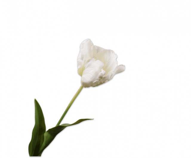 Silk-Ka Tulp Steel Wit 84cm